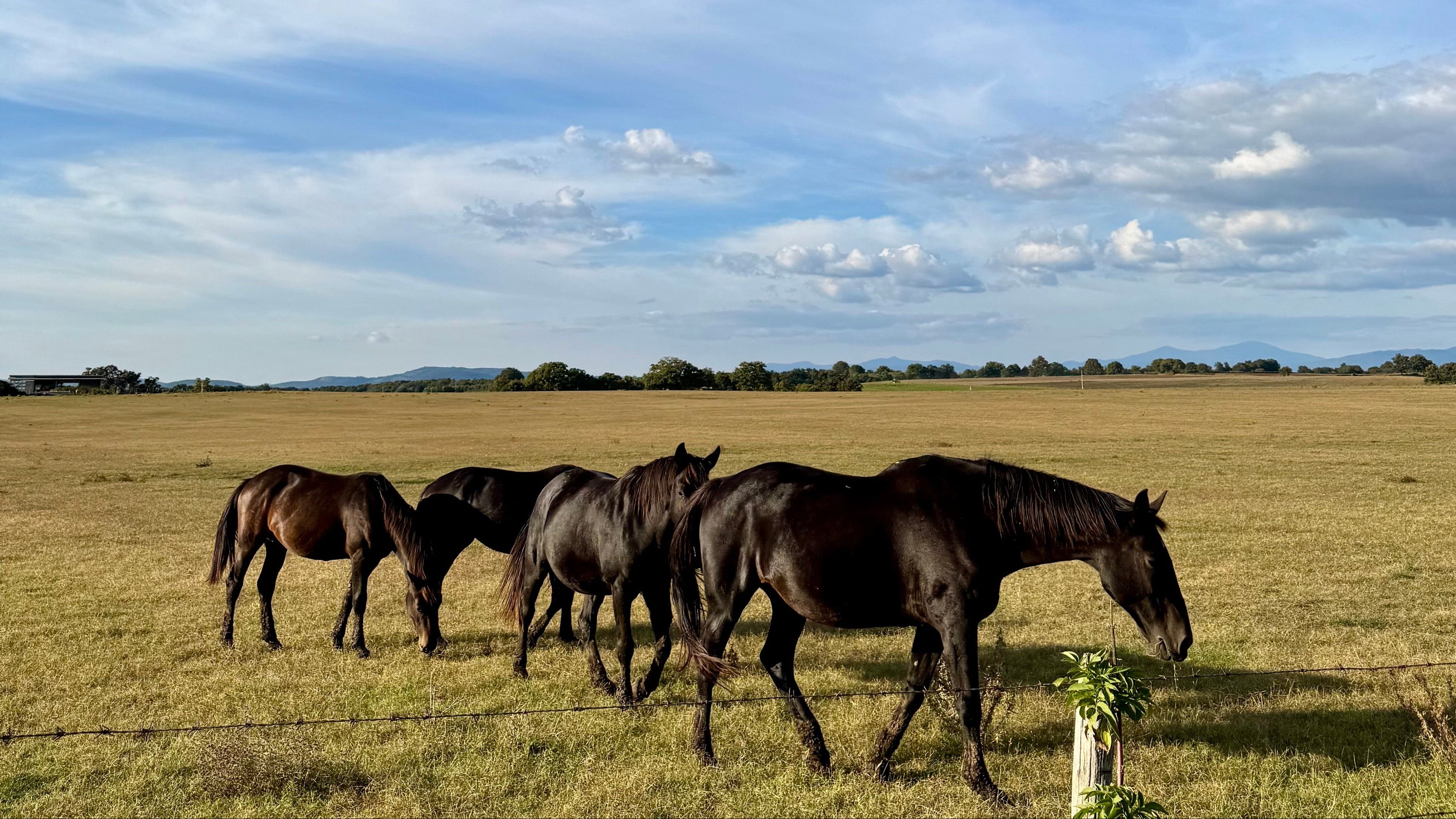 chevaux, campagne, d'italie